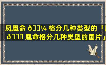 凤凰命 🌼 格分几种类型的「凤 🐋 凰命格分几种类型的图片」